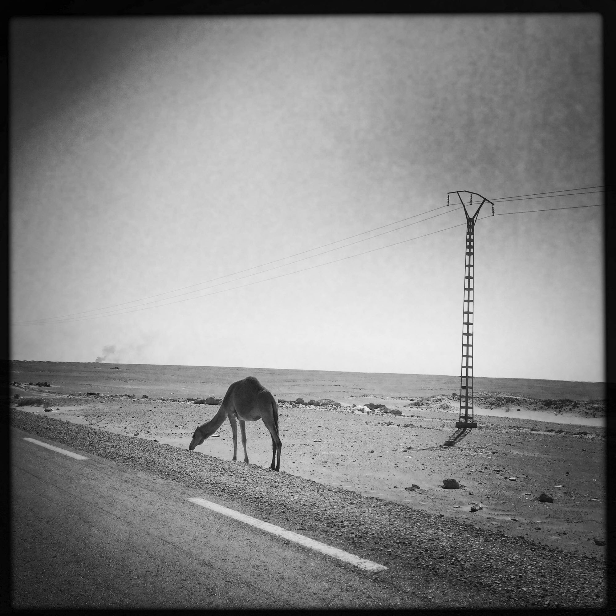 Le long de la route Nationale 49 entre Ghardaïa et Ouargla. 8/02/2016, ALGERIE.