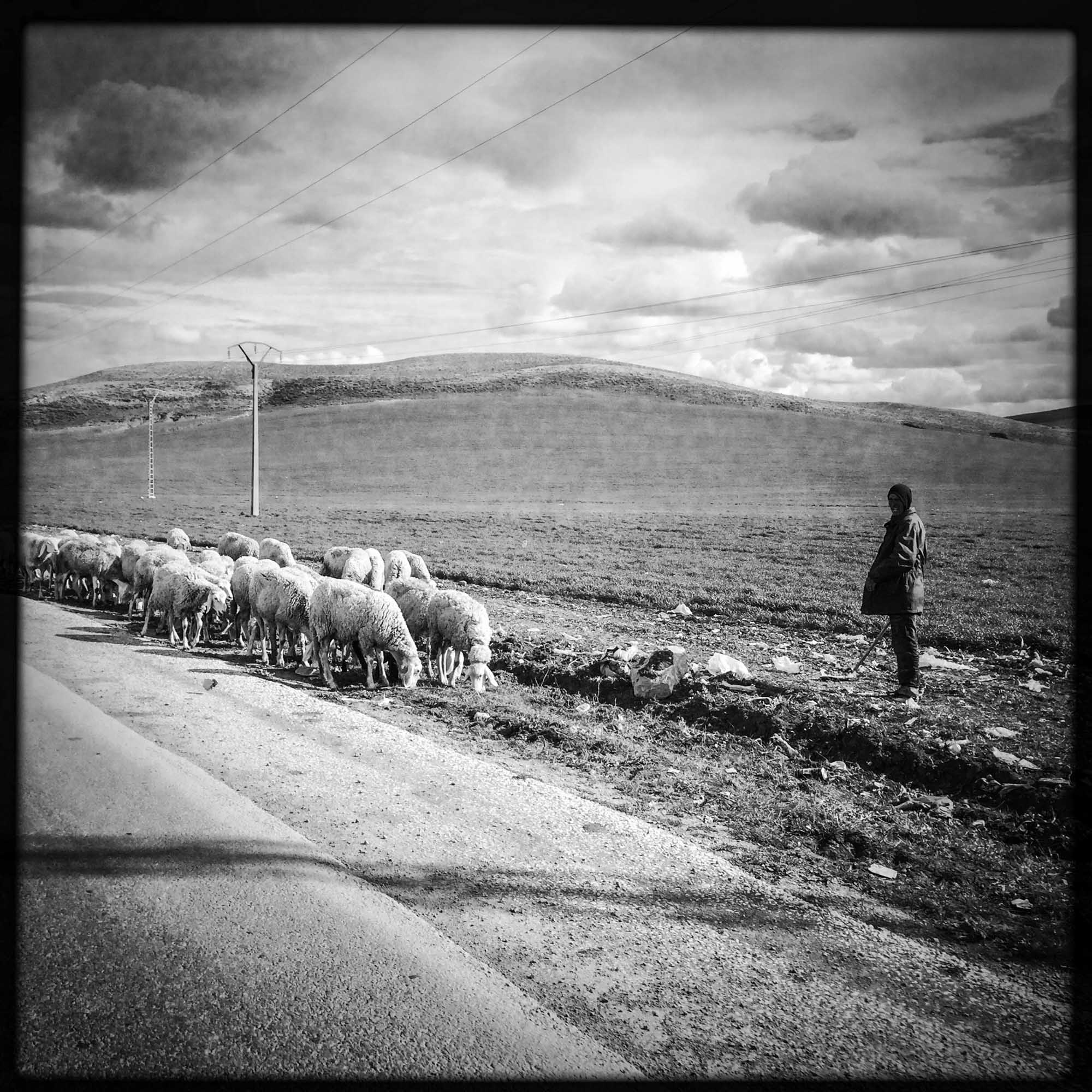 Un berger le long de la route, près de Guelma. 13/02/2016-ALGERIE.